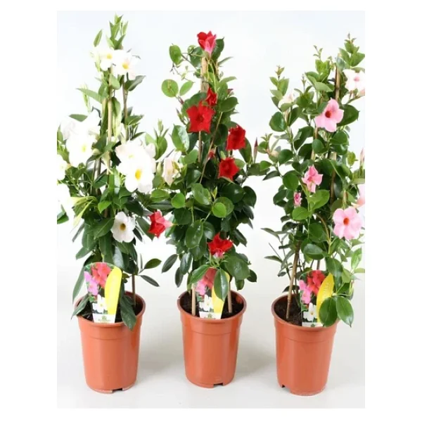 Bitkim Sende Karışık Renkli Mandevilla Sarmaşık Bitkisi 30-60 Cm Pembe, Kırmızı Ve Beyaz Çiçekli - Görsel 3