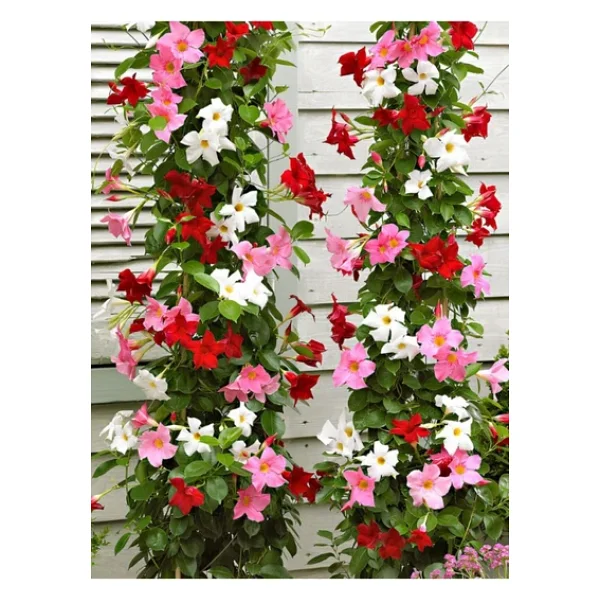Bitkim Sende Karışık Renkli Mandevilla Sarmaşık Bitkisi 30-60 Cm Pembe, Kırmızı Ve Beyaz Çiçekli - Görsel 2