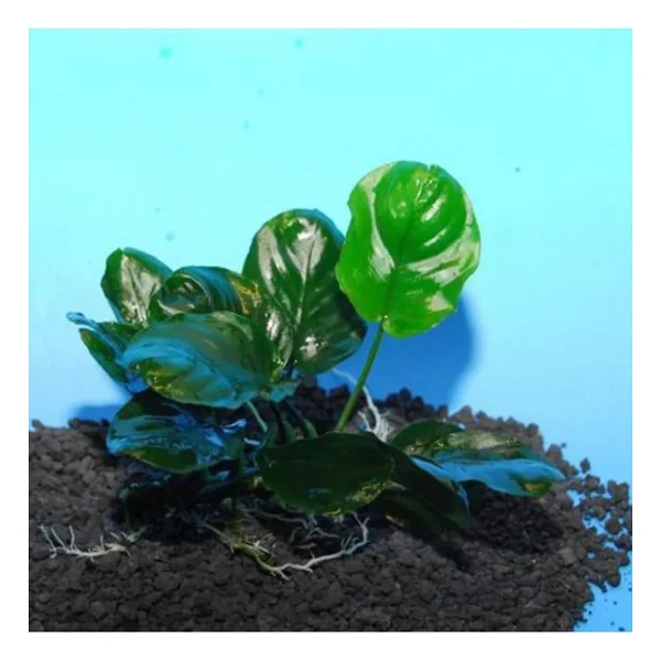 Anubias Barteri Round Golden Coin 5-6 Yapraklı Canlı Bitki - Görsel 3