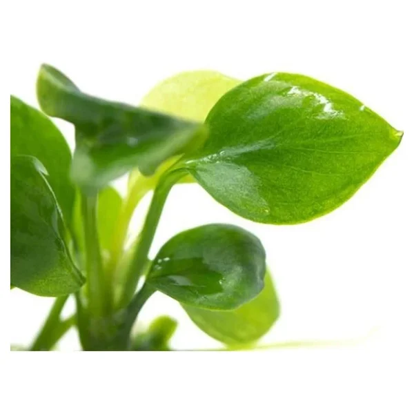 Anubias Barteri Round Golden Coin 5-6 Yapraklı Canlı Bitki - Görsel 2