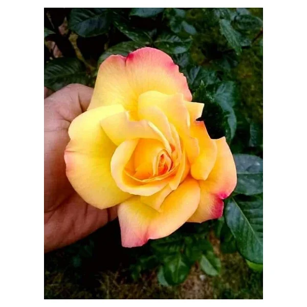 Somon Kayısı Yediveren Sarmaşık Gül Fidanı 15-25 Cm - Görsel 3