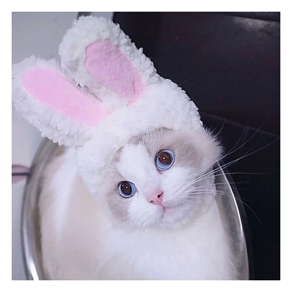 Tavşan Kulaklı Kedi Köpek Şapkası 30-34 Cm - Görsel 4