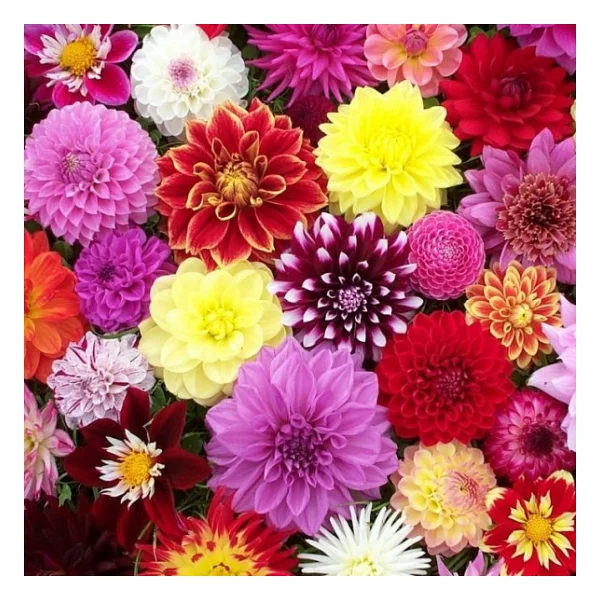30 Adet Karışık Renkli Dahlia (Yıldız ) Çiçeği Tohumu - Görsel 2