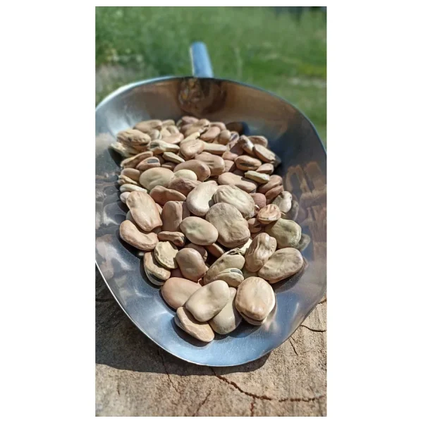Şenler - Kuru Kabuklu Bakla 1 Kg - Yeni Mahsül - Görsel 5