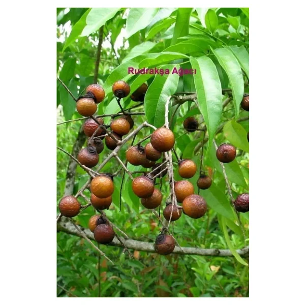 Doğal Rudrakşa Rudraksha Gözlük İpi 129-9 - Görsel 4