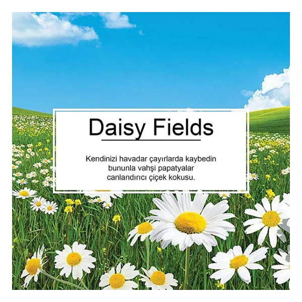 Little Trees Daisy Chain Papatya Aromalı 6 Adet Araba Kokusu - Görsel 4
