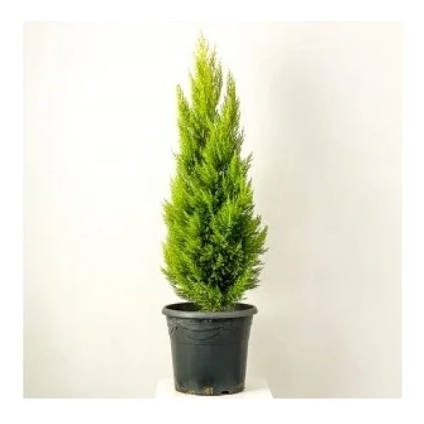 Limoni Servi Çam Fidanı Limon Kokulu Çam Fidanı 30-50 Cm - Görsel 2