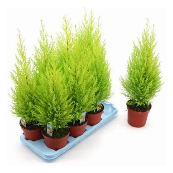 Limoni Servi Çam Fidanı Limon Kokulu Çam Fidanı 30-50 Cm - Görsel 4