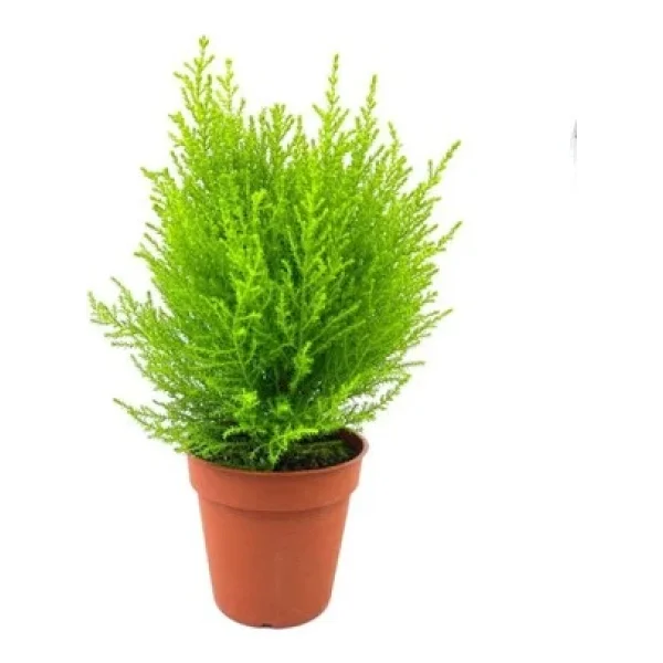 Limoni Servi Çam Fidanı Limon Kokulu Çam Fidanı 30-50 Cm - Görsel 3