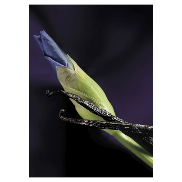 Maison Crivelli Iris Malikhan Edp 100ml - Görsel 4
