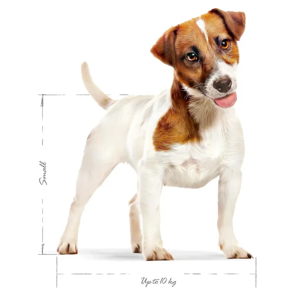 Royal Canin Mini Adult 4 Kg Küçük Irk Yetişkin Köpek Maması - Görsel 4