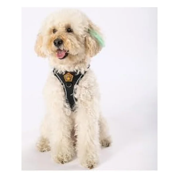 Pawstar Siyah Air-Mesh Göğüs Tasması Kedi Köpek Göğüs Tasması Siyah 3xs - Görsel 6
