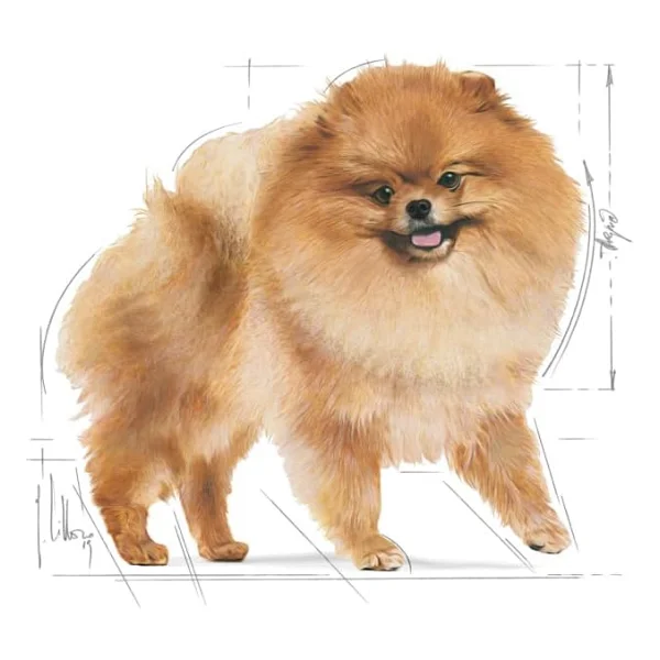 Royal Canin Pomeranian 1.5 kg Yetişkin Köpek Maması - Görsel 4