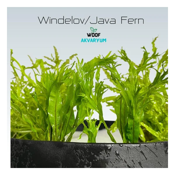 Özel Tür İthal Windelov Java Fern 1 Kök Kolay Ve İhtişamlı Akvaryum Bitkisi Canlı Akvaryum Bitkileri - Görsel 5