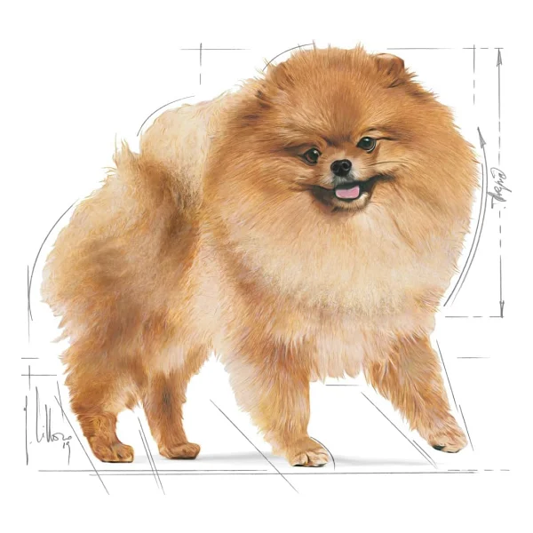 Royal Canin Pomeranian 1.5 kg Yetişkin Köpek Maması - Görsel 3