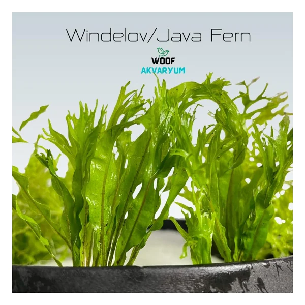 Özel Tür İthal Windelov Java Fern 1 Kök Kolay Ve İhtişamlı Akvaryum Bitkisi Canlı Akvaryum Bitkileri - Görsel 6