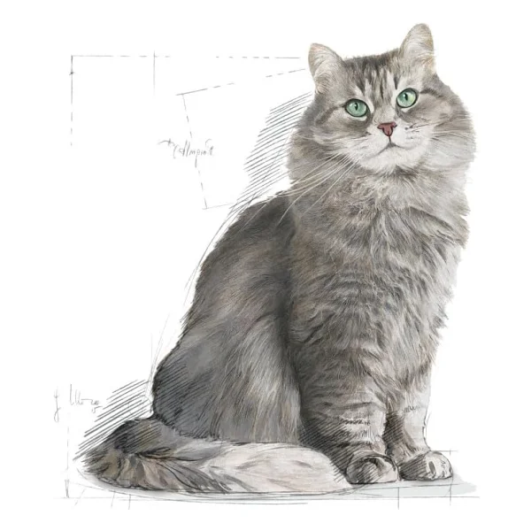 Royal Canin Sensible 33 400 Gr Yetişkin Kedi Maması - Görsel 3