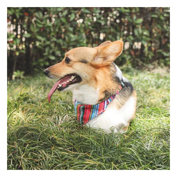 M-Pets Small Urban Style Jazz Stripes Bandana - Görsel 3