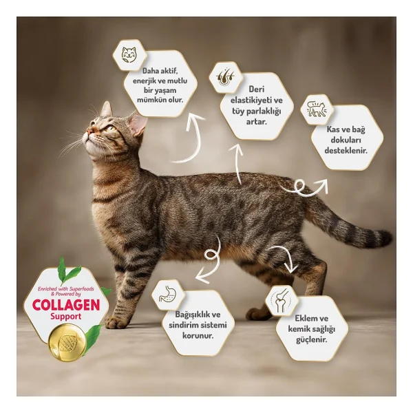 Felicia Kitten Tavuklu 2 Kg Yavru Kedi Maması - Görsel 7