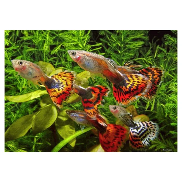 Sera Guppy Gran Nature 250 Ml/120 Gr Granül Balık Yemi - Görsel 5