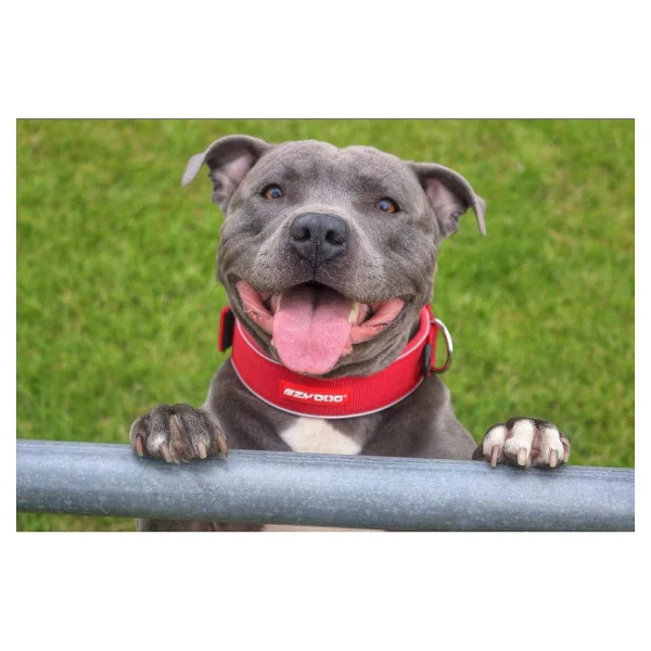 Ezydog Neo Classic Wide 2x-Large Köpek Boyun Tasması - Görsel 3
