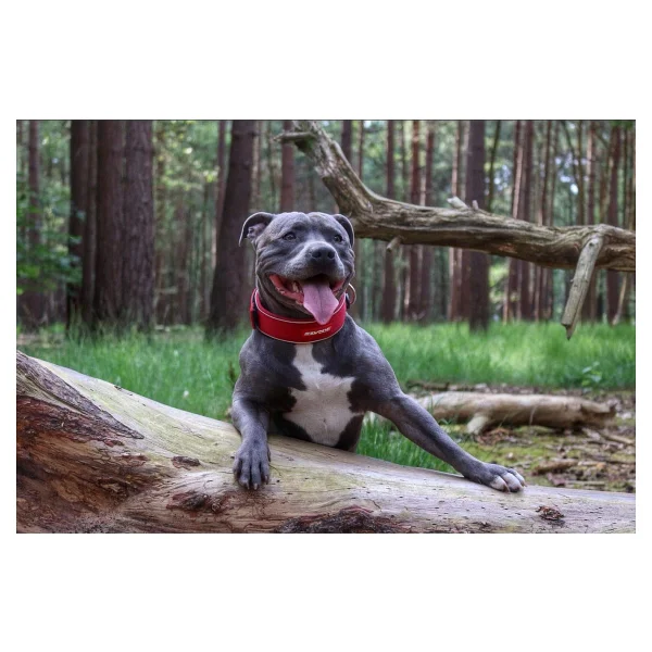Ezydog Neo Classic Wide 2x-Large Köpek Boyun Tasması - Görsel 5