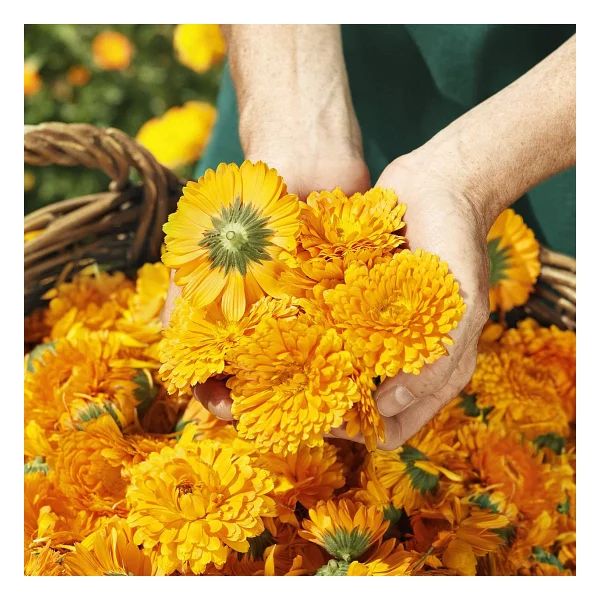 Weleda Calendula Organik Pişik Kremi 75 Ml - Görsel 4