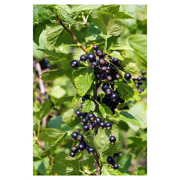 Organik Bitkim 1 Kg Kuş Üzümü - Görsel 3