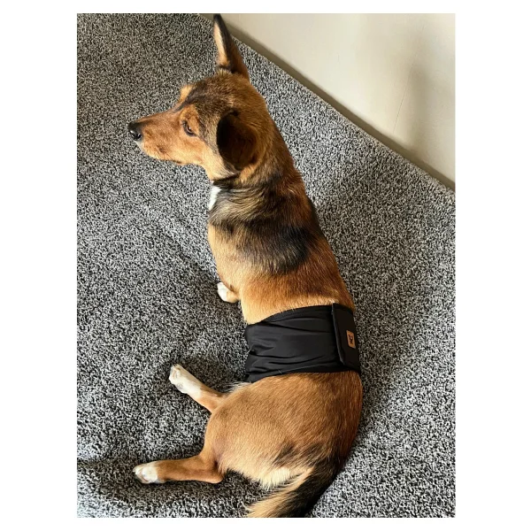 Utd Pet Erkek Köpek Ciş Bel Bandı Külot Pedli Yıkanabilir - Kırmızı - Görsel 6