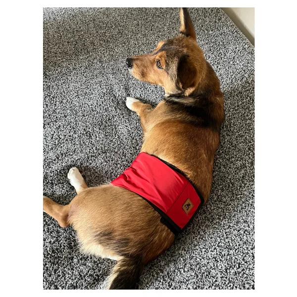 Utd Pet Erkek Köpek Ciş Bel Bandı Külot Pedli Yıkanabilir - Kırmızı - Görsel 7
