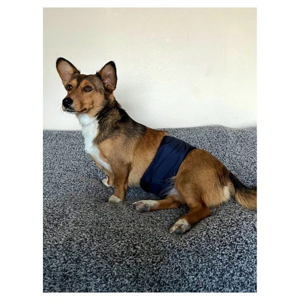 Utd Pet Erkek Köpek Ciş Bel Bandı Külot Pedli Yıkanabilir - Lacivert - Görsel 3