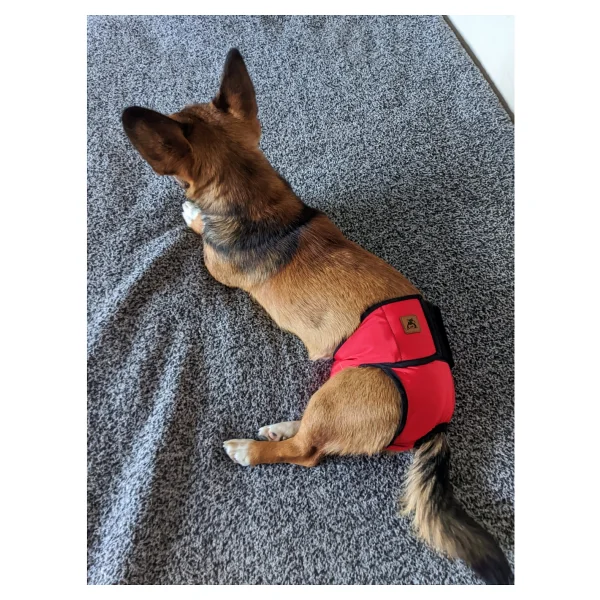 Utd Pet Dişi Köpek Regl Ve Çiş Külodu Pedli Yıkanabilir - Kırmızı - Görsel 9