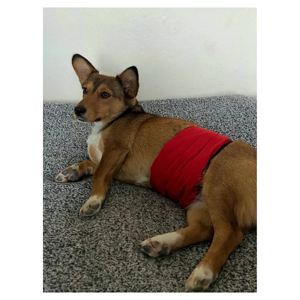 Utd Pet Erkek Köpek Ciş Bel Bandı Külot Pedli Yıkanabilir - Kırmızı - Görsel 4