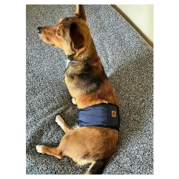 Utd Pet Erkek Köpek Ciş Bel Bandı Külot Pedli Yıkanabilir - Kırmızı - Görsel 9