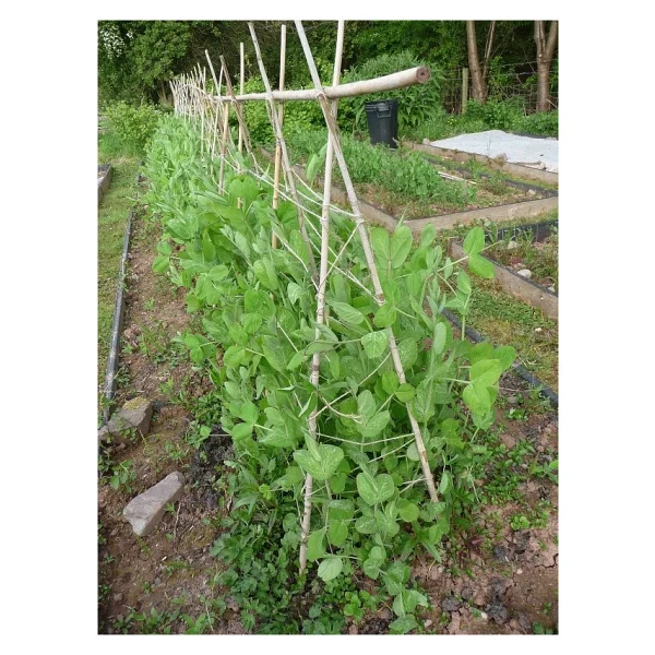 Tnc Garden Groups Bitki Destek Çubuğu Bambu 75 Cm 20 Adet - Görsel 5