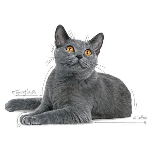 Royal Canin Oral Care 1.5 Kg Yetişkin Kedi Maması - Görsel 3