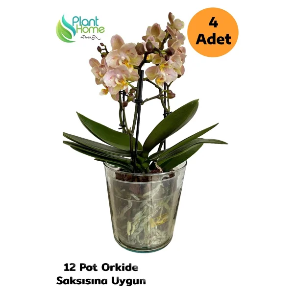 Plant Home Power Mix 4 Adet Cam Orkide Saksısı - 12 Pot Cam Orkide Saksısı - Cam Saksı Vazo - Görsel 4