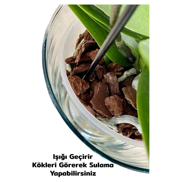 Plant Home Power Mix 4 Adet Cam Orkide Saksısı - 12 Pot Cam Orkide Saksısı - Cam Saksı Vazo - Görsel 2
