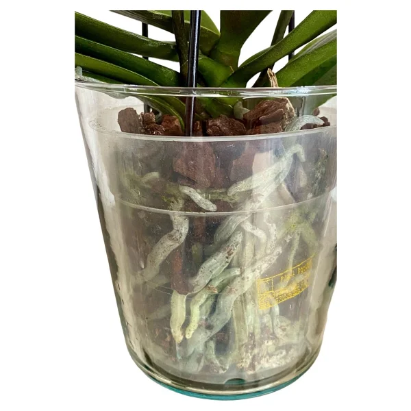 Plant Home Power Mix 4 Adet Cam Orkide Saksısı - 12 Pot Cam Orkide Saksısı - Cam Saksı Vazo - Görsel 3