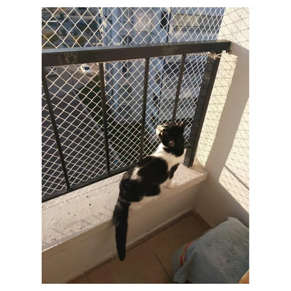 Konak File Kedi Filesi, Hayvan Koruma Filesi (3metrex12metre) - Görsel 2