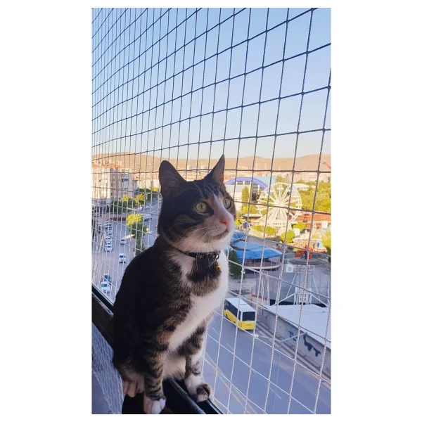Konak File Kedi Filesi, Hayvan Koruma Filesi (3metrex12metre) - Görsel 3