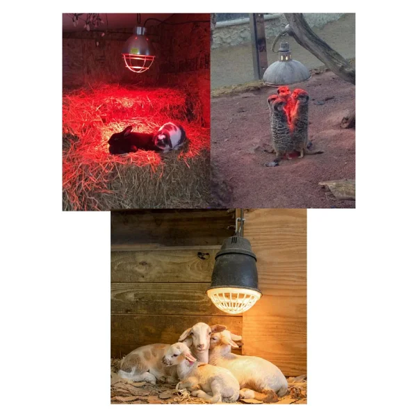Avarson (2 Adet) 250w Kızılötesi (İnfrared) Isıtıcılı Hayvan Isıtma Ve Kuluçka Lambası (Kırmızı Işık) E27 (Kalın Duy) - Görsel 3