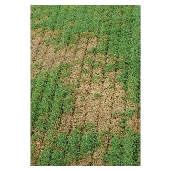 Agrinova Ju 949 Benzinli Çim Havalandırma Makinesi - Görsel 4