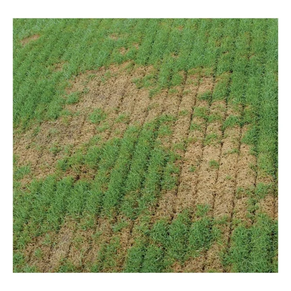 Agrinova Ju603b2-Rm Benzinli Çim Havalandırma Makinesi - Görsel 3