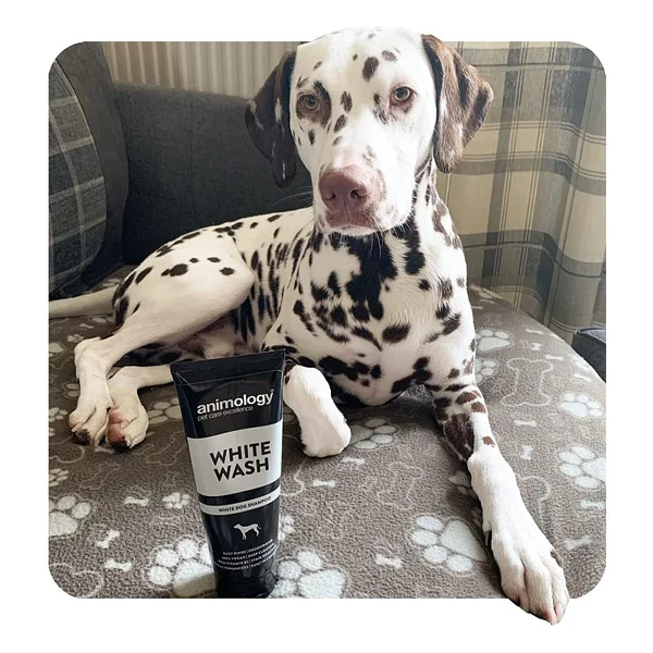 Animology White Wash 250 Ml Beyaz Tüylü Köpek Şampuanı - Görsel 2