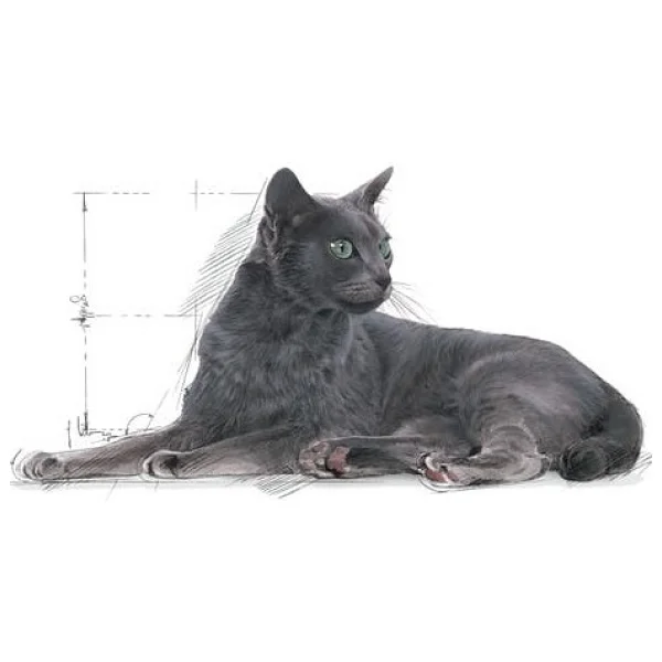 Royal Canin Sterilised 37 +7 Kısırlaştırılmış 1.5 Kg Yaşlı Kedi Maması - Görsel 3