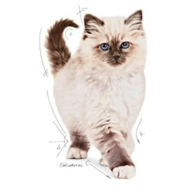 Royal Canin Kitten 400 Gr Yavru Kedi Maması - Görsel 7