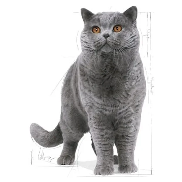Royal Canin British Shorthair 400 Gr Yetişkin Kedi Maması - Görsel 3