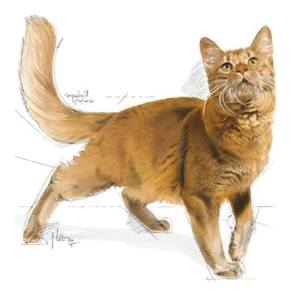 Royal Canin Fit 32 400 Gr Yetişkin Kuru Kedi Maması - Görsel 4