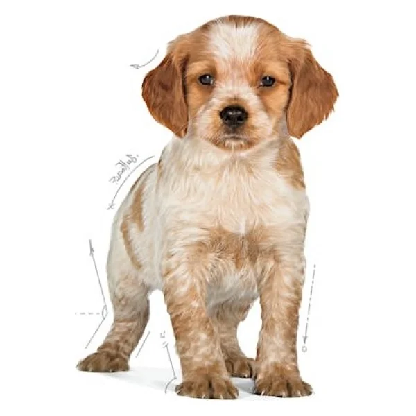 Royal Canin Medium Puppy 4 Kg Orta Irk Yavru Köpek Maması - Görsel 4